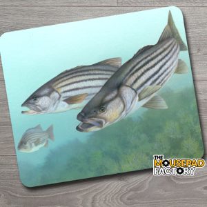 Striped Bass