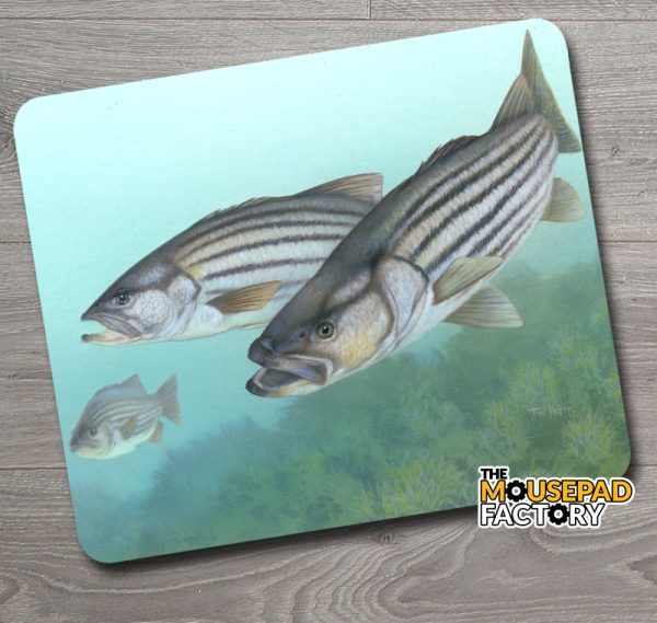 Striped Bass