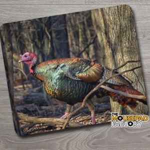 Wild Turkey Tom