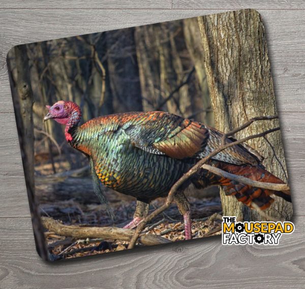 Wild Turkey Tom