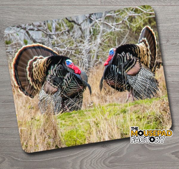 Wild Turkey Toms